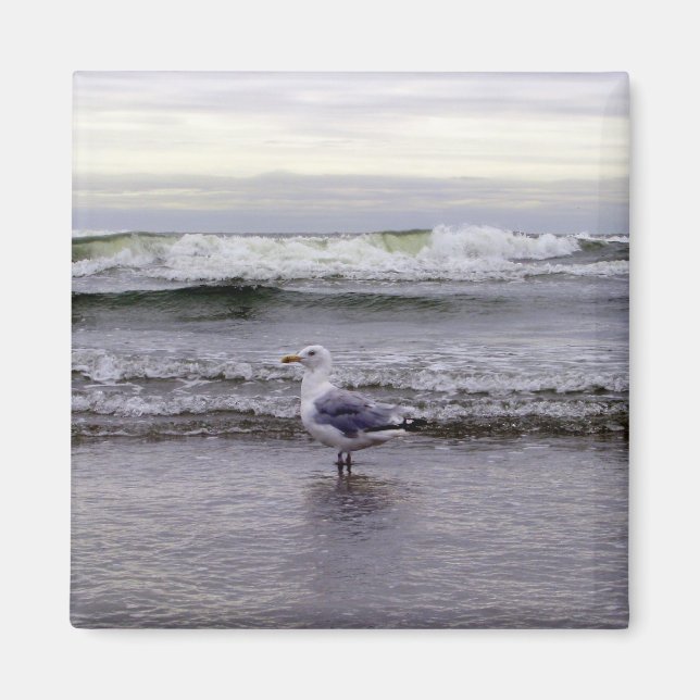 Aimant Mouette dans l'aimant océanique (Devant)