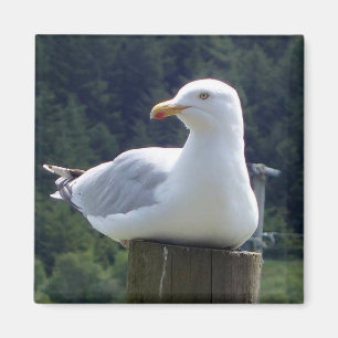 Aimant Mouette se reposant paisiblement sur un poteau de