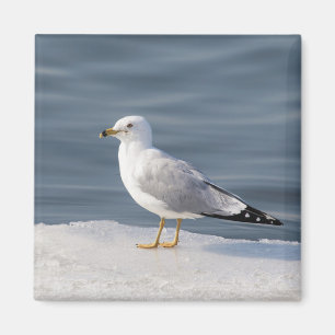 Aimant Mouette sur la glace