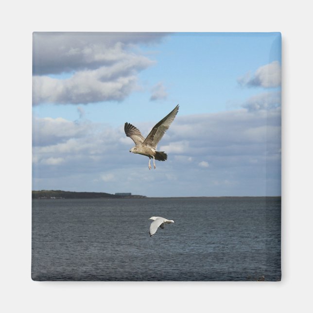 Aimant Mouettes en vol (Devant)