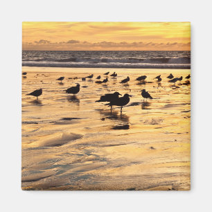 Aimant Mouettes sur la plage au coucher du soleil