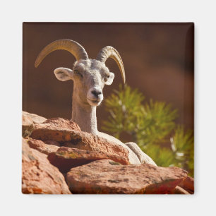Aimant Mouflon du désert (Ovis canadensis nelsoni).