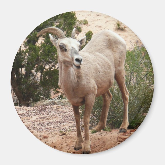 Aimant Mouflons drôles à Zion National Park (Devant)