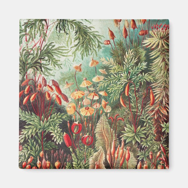 Aimant Mousses, Muscinae Laubmoose par Ernst Haeckel (Devant)