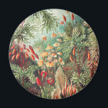 Aimant Mousses, Muscinae Laubmoose par Ernst Haeckel<br><div class="desc">Muscinae Laubmoose par Ernst Haeckel Plantes Vintage Magnet</div>