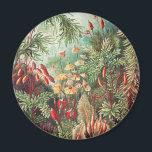Aimant Mousses, Muscinae Laubmoose par Ernst Haeckel<br><div class="desc">Muscinae Laubmoose par Ernst Haeckel Plantes Vintage Magnet</div>