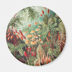 Aimant Mousses, Muscinae Laubmoose par Ernst Haeckel