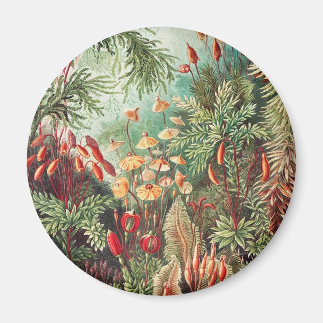 Aimant Mousses, Muscinae Laubmoose par Ernst Haeckel (Devant)