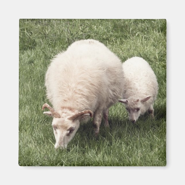 Aimant Mouton avec agneau (Devant)