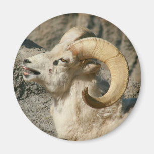 Aimant Mouton de Bighorn riant