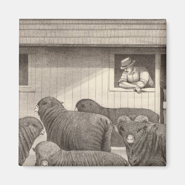 Aimant mouton mérino (Devant)