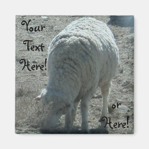 Aimant Moutons