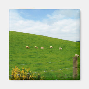 AIMANT MOUTONS !