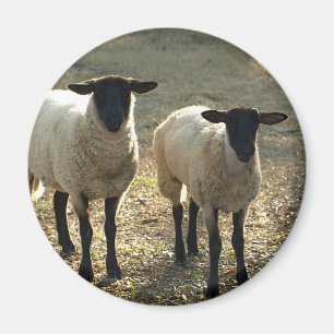 Aimant Moutons Suffolk amicaux dans un pâturage de basse-