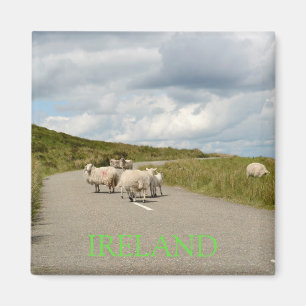 Aimant Moutons sur la route dans l'aimant des textes de