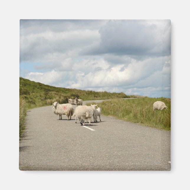 Aimant Moutons sur la route dans l'aimant Irlande (Devant)