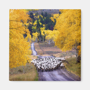 Aimant Moutons sur la route de campagne