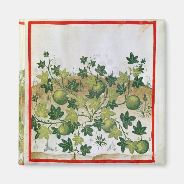Aimant Ms 3054 fol.20 Melons, de 'Tacuinum Sanitatis' (Devant)