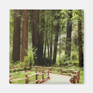 Aimant Muir Woods Chemin I Nature Photographie