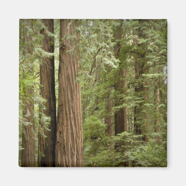 Aimant Muir Woods National Monument, Nord (Devant)