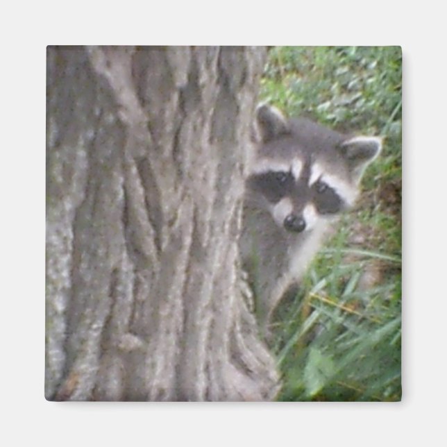 Aimant Mulberry, l'aimant Raccoon (Devant)