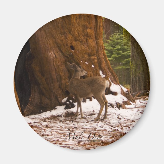 Aimant Mule Deer (Devant)