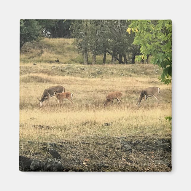 Aimant Mule Deer in a Field, Joseph, Oregon (Devant)
