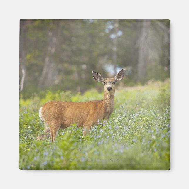Aimant Mule Deer (Odocoileus hemionus) dans la prairie (Devant)