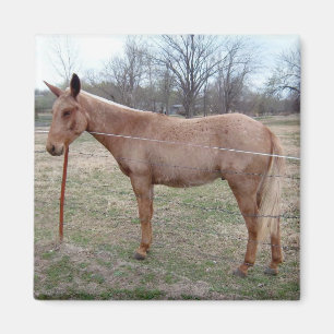 Aimant Mule magnifique !