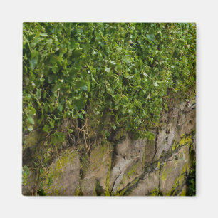 Aimant Mur D'Ivy