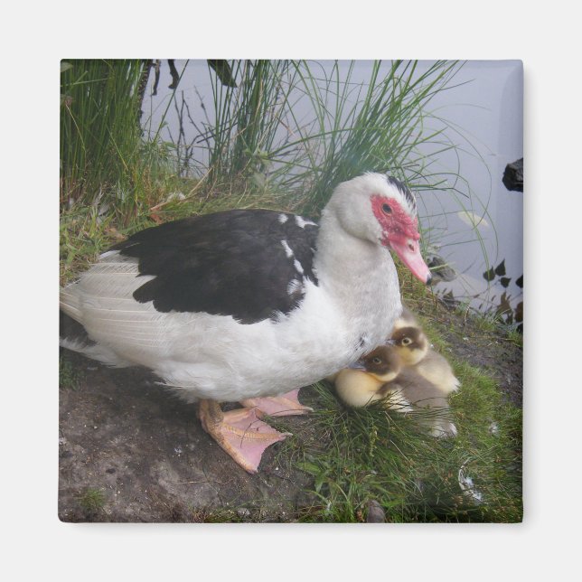 Aimant Muscovy Duck Mother avec des colliers (Devant)