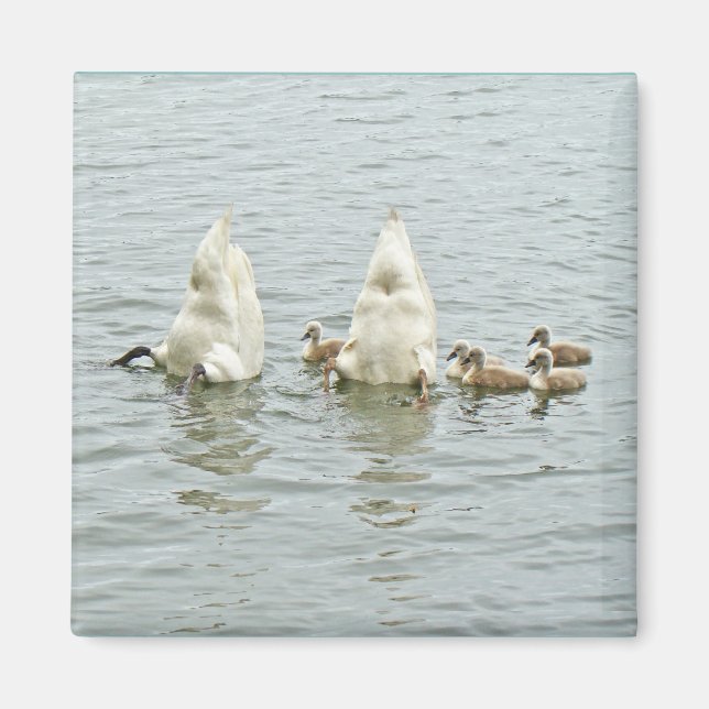 Aimant Mute Swan Famly (Devant)