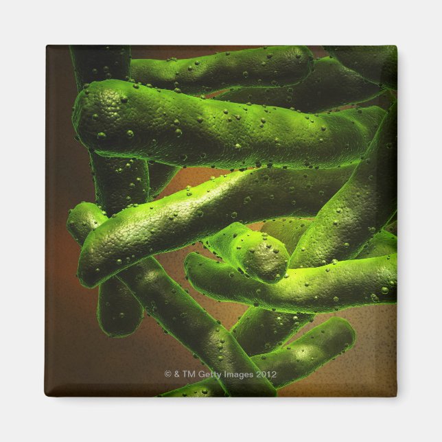 Aimant Mycobacterium Tuberculose (Devant)