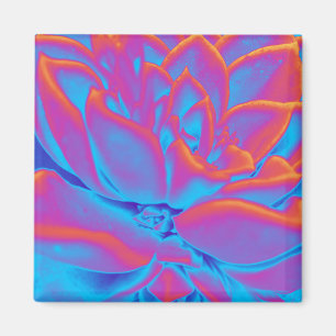 Aimant Mystère succulent