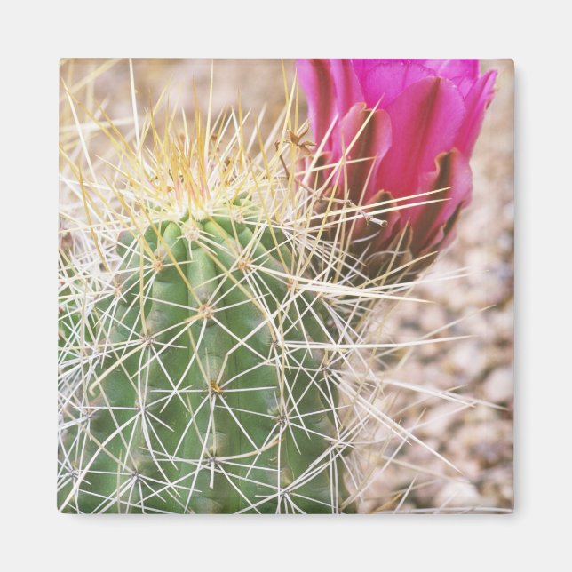 Aimant N.A., États-Unis, AZ, Phoenix, Jardin botanique du (Devant)