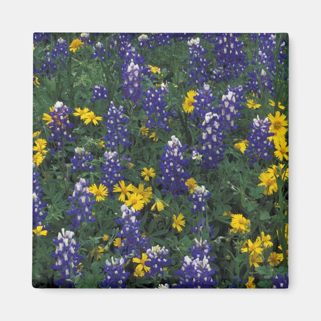 Aimant N.A., USA, Texas, Marble Falls, Blue Bonnets (Devant)