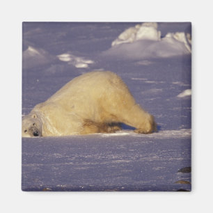 Aimant Na, Canada, Manitoba, Churchill, ours blanc