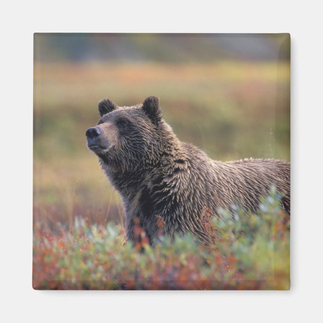 Aimant NA, États-Unis, Alaska, Parc national Denali, Ours (Devant)