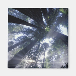 Aimant NA, États-Unis, Californie, Del Norte Redwoods Sta
