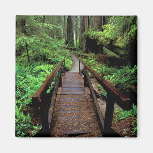 Aimant NA, États-Unis, Californie, Jedidiah Smith Redwood