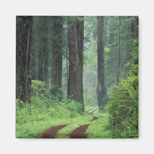 Aimant NA, États-Unis, Californie. Parc d'État de Del Nor