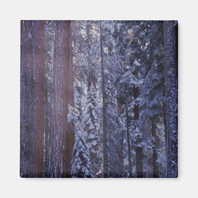Aimant NA, États-Unis, Californie. Parc national de Sequo (Devant)