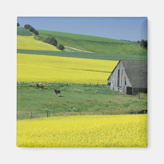 Aimant NA, États-Unis, Idaho, près de Potlatch, Canola et (Devant)