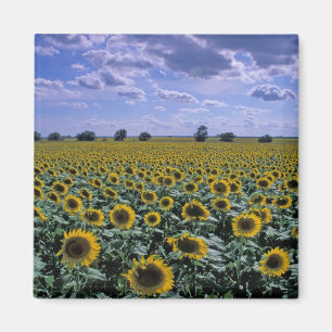 Aimant NA, États-Unis, Kansas, culture de tournesol