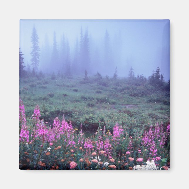Aimant NA, États-Unis, Washington, Prairie alpine brumeus (Devant)