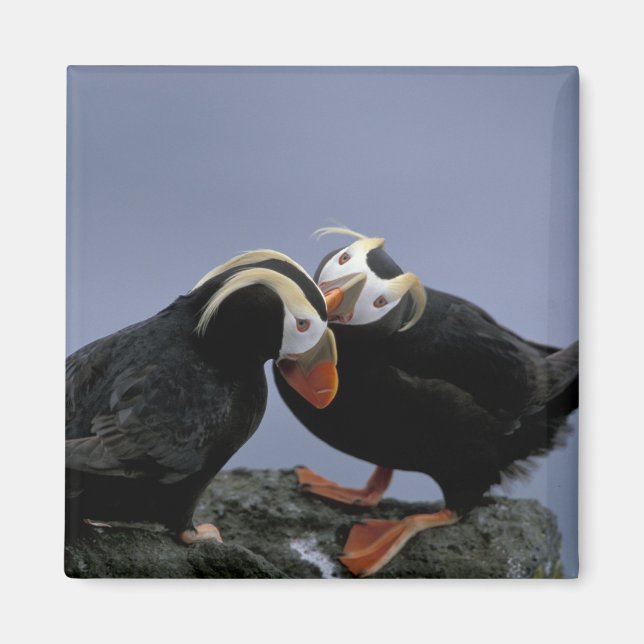 Aimant NA, USA, Alaska, Mer de Béring, Pribilofs. Tufé (Devant)