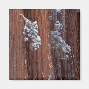 Aimant NA, USA, Californie. Parc national de Sequoia.