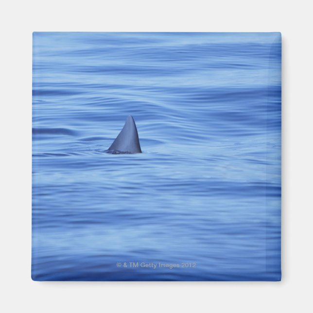 Aimant Nage de requins dans l'eau de mer (Devant)