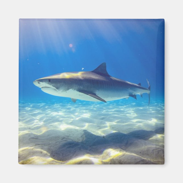 Aimant Nage des requins Eau bleue (Devant)