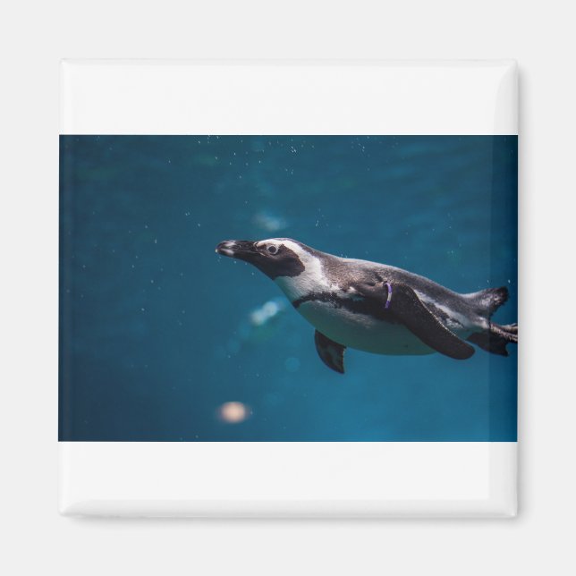 Aimant Nager Pengiun dans la mer. (Devant)